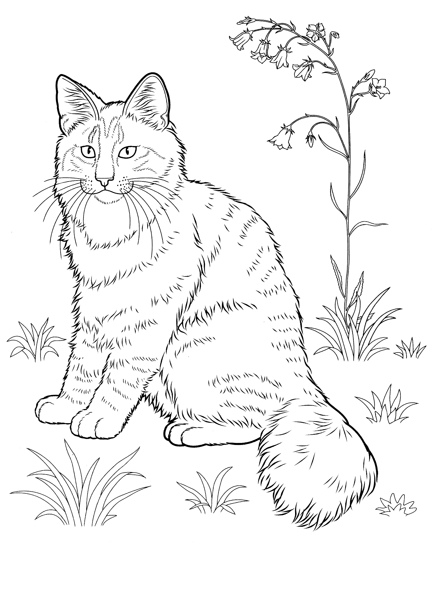planse desene de colorat pisica